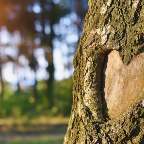 Heart Engraved in tree with beautiful sunset in Background