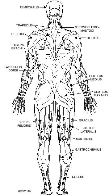 Triceps Brachii