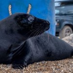 How Much Is Baby Seal Fur Coat Worth