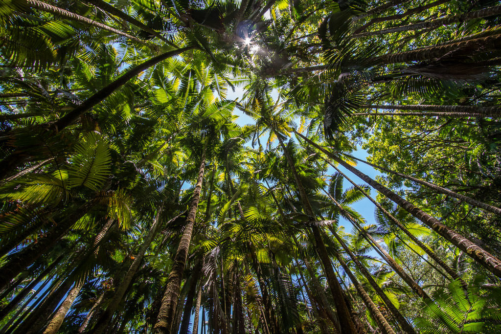 hawaii tropical botanical garden hilo big island