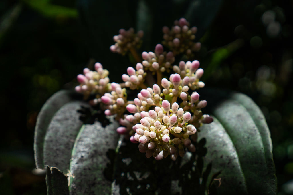 hawaii tropical botanical garden hilo big island