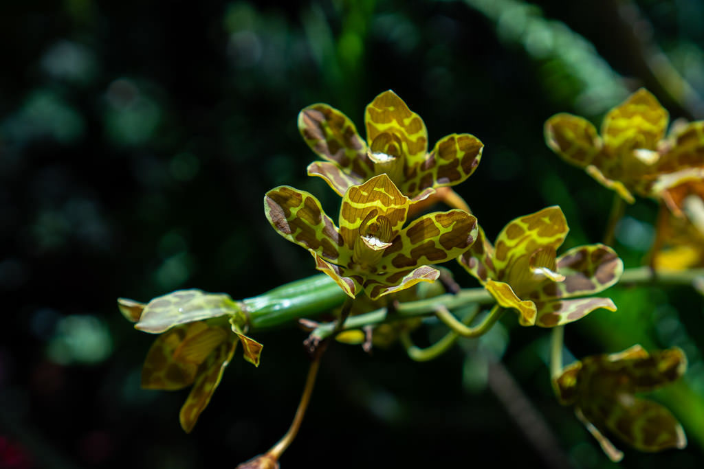 hawaii tropical botanical garden hilo big island