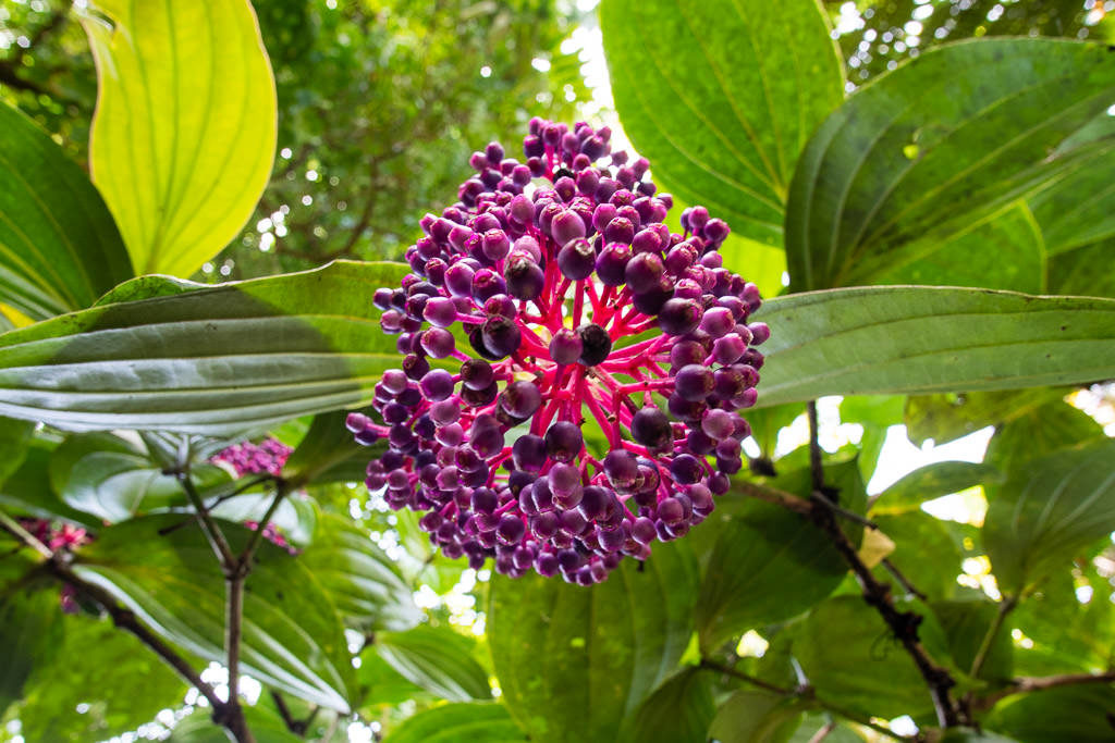 hawaii tropical botanical garden hilo big island