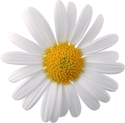 Download FLOWER Free PNG transparent image and clipart