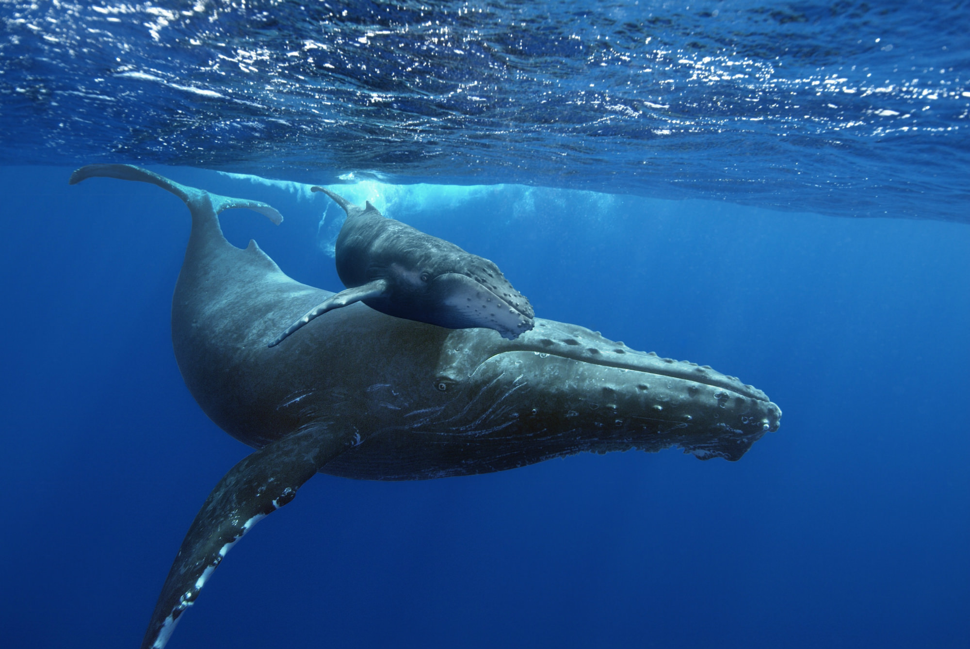 Humpback Whales Up Close At Victoria IMAX - Traveling Islanders