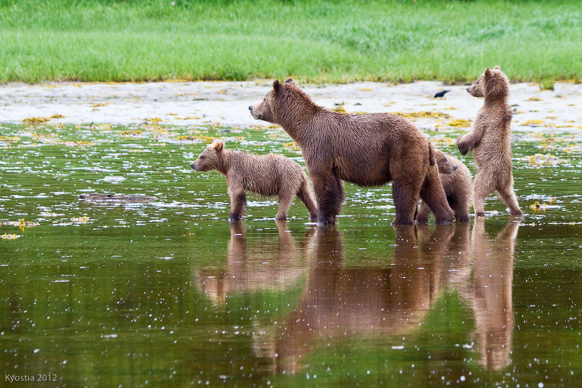 Tide Rip Grizzly Tours Great Bear Rainforest