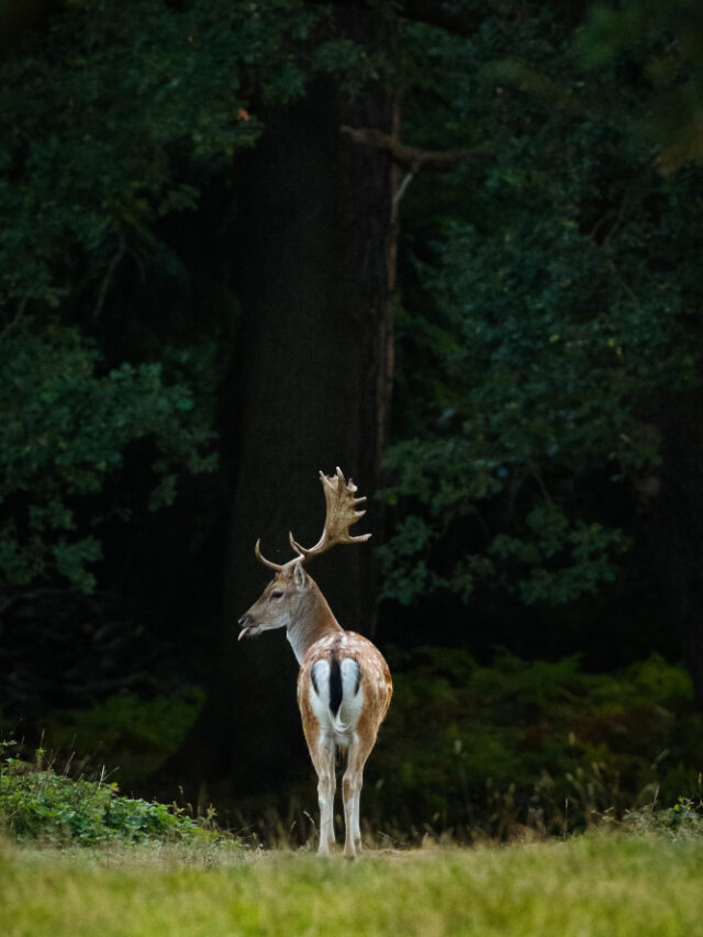 Top 5 National Parks in India for Wildlife Enthusiasts – Discover the Marvels of Nature