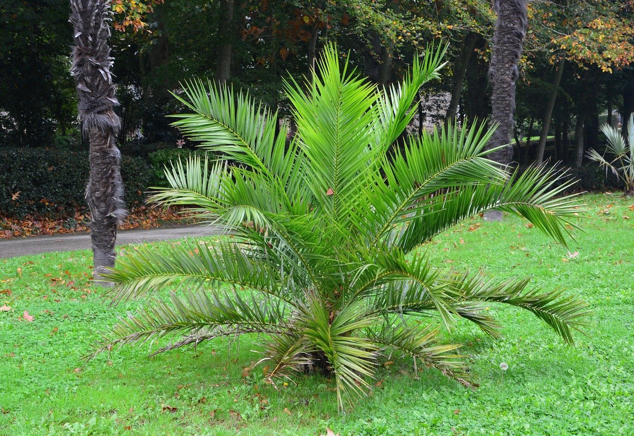 Palm Trees for Sale