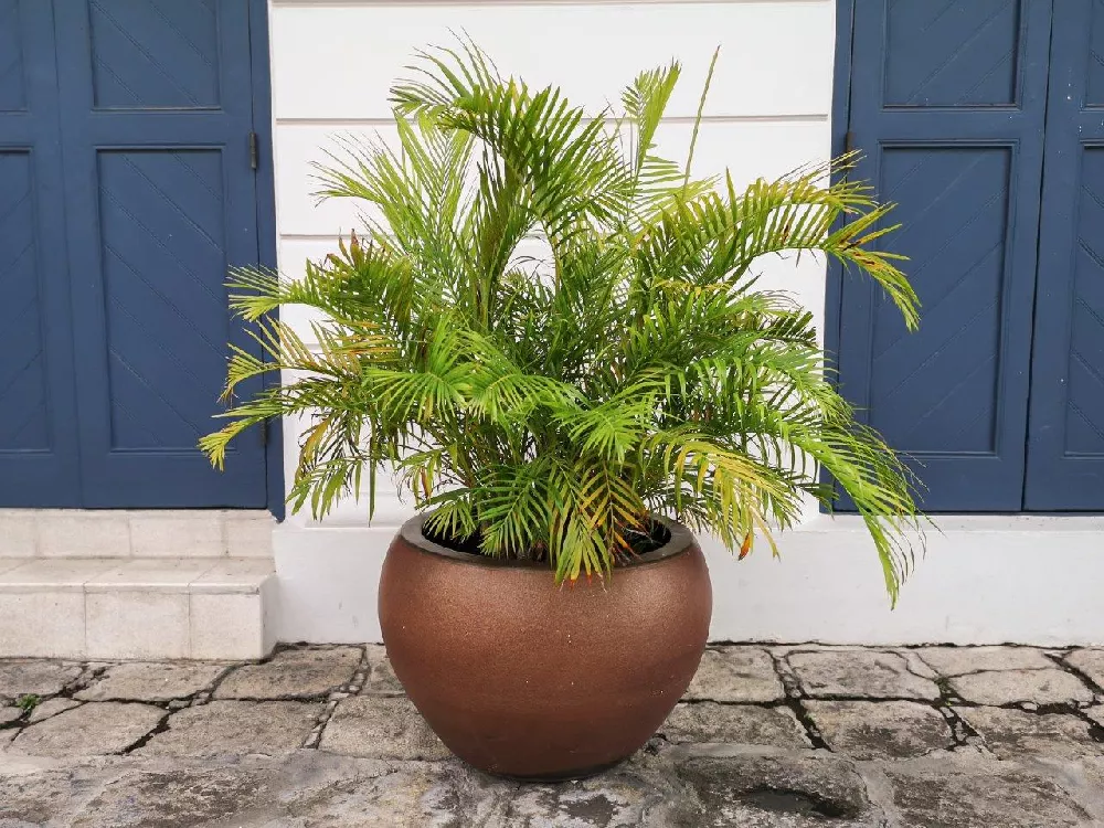 Potted Areca Palm