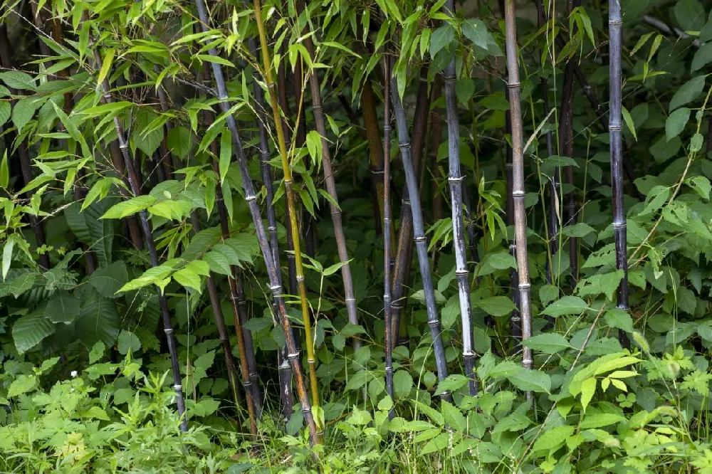 Black Bamboo