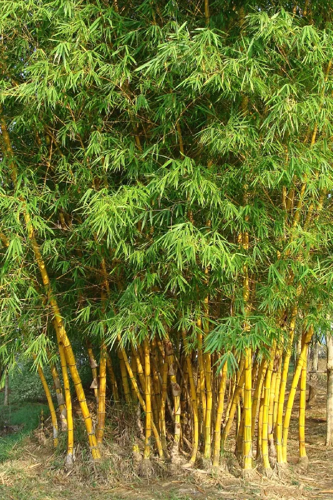 Golden Bamboo