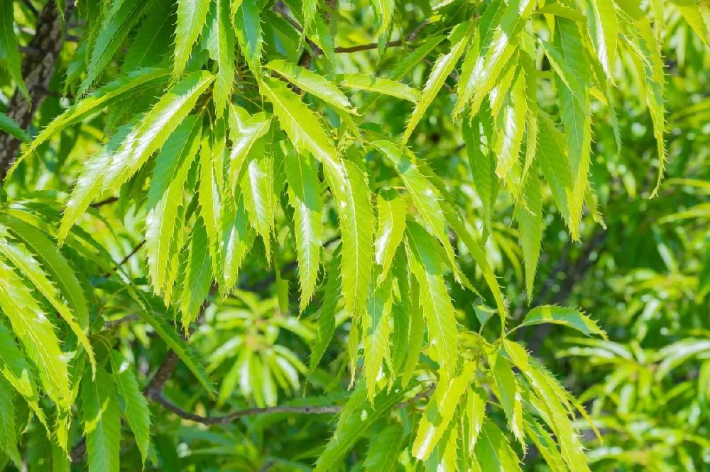 Sawtooth Oak Tree