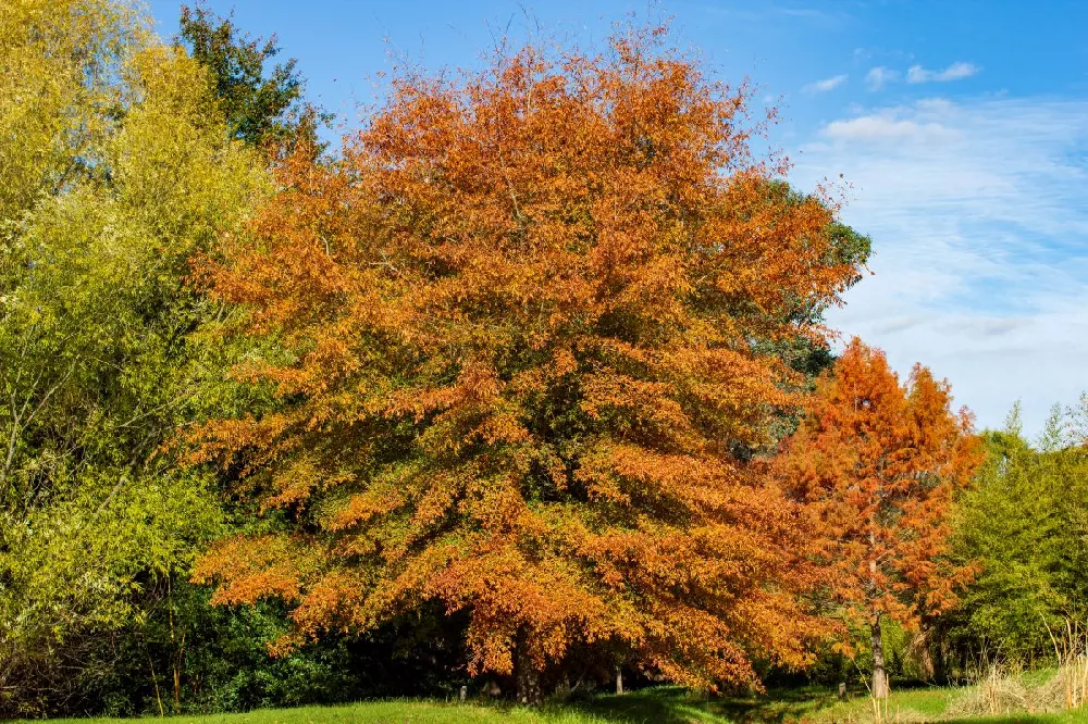 Willow Oak Tree