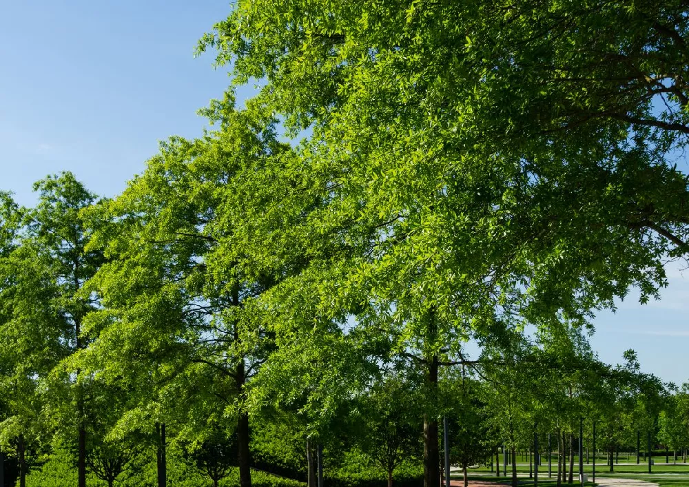 Willow Oak Tree