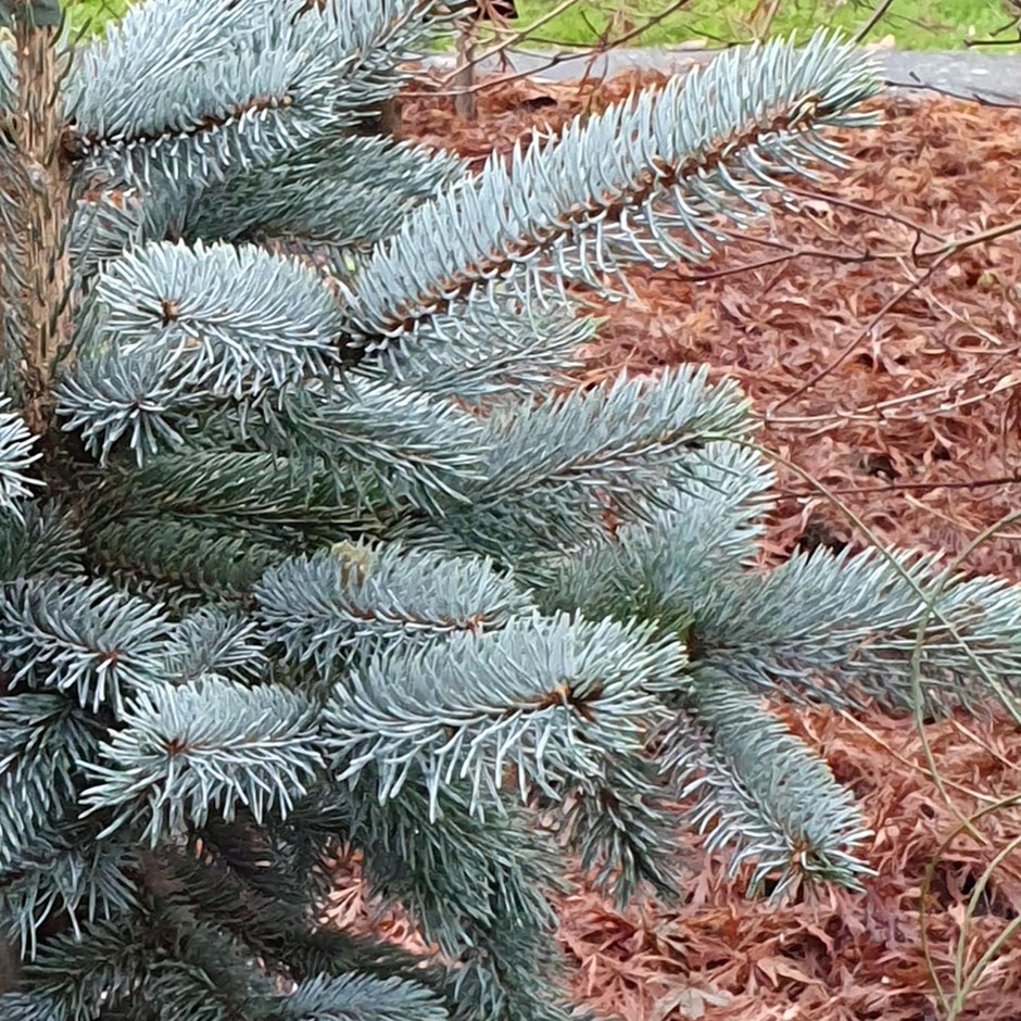 Spruce Blue - Picea pungens glauca 30-50cm Bareroot