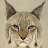 Lynx