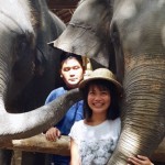 elephants in chiang mai