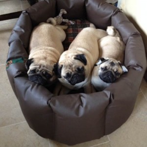 Jane Pritchard's three pugs in an XL Wipe Clean nest.