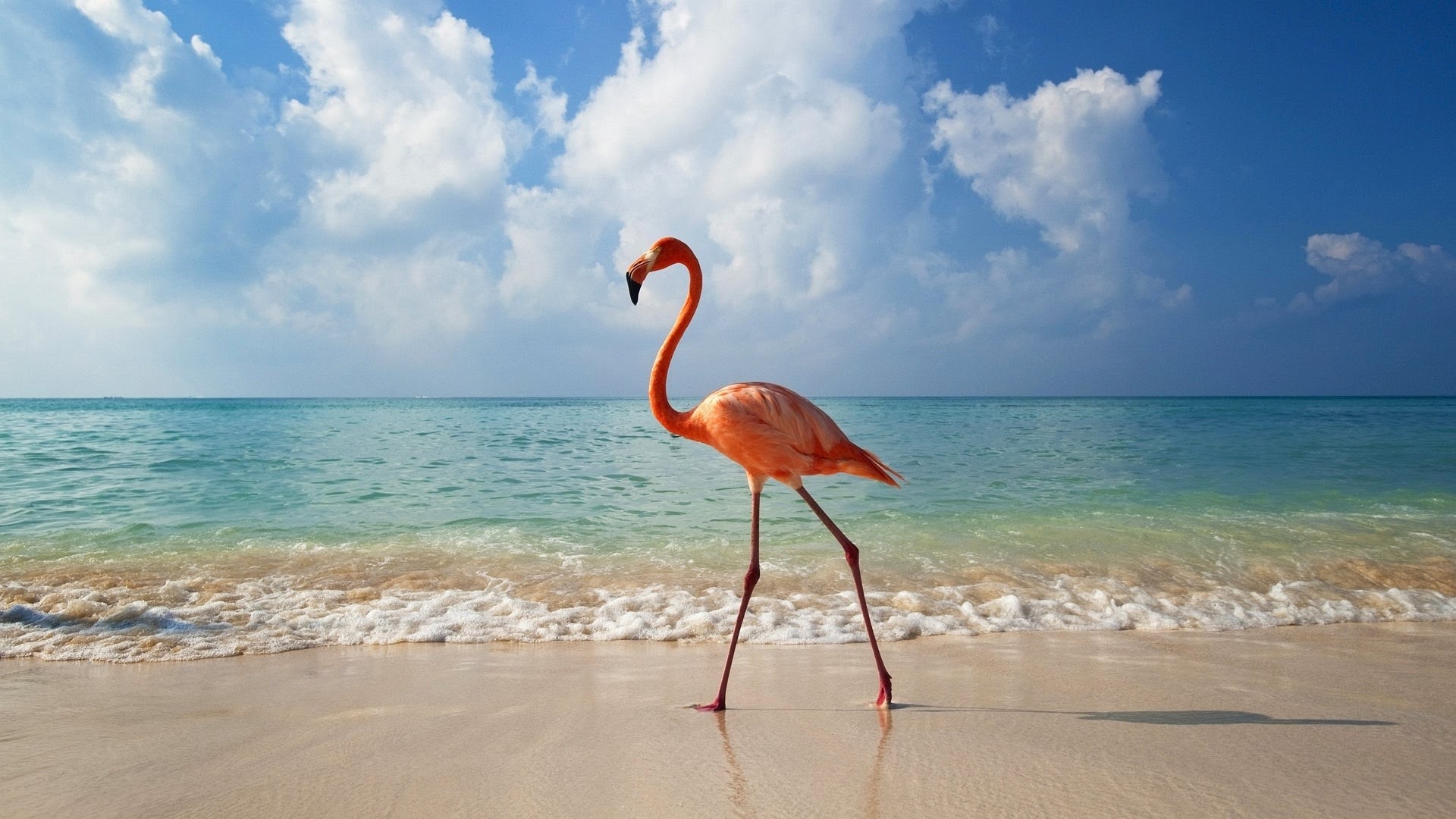 Avistamiento de Flamencos rosados en Holbox