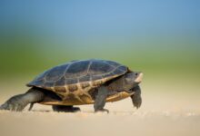 Releasing Turtles Into The Wild