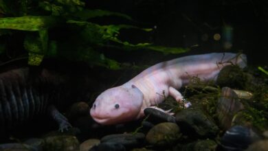 What is the Cost of an Axolotl