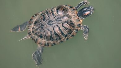 Reeves Turtle floating in the river