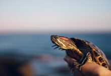 Providing a Balanced Diet For Slider Turtles