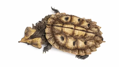 Mata Mata Turtle (Chelus fimbriata) White Background