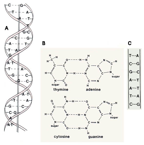 Structure of DNA Assignment Help Homework Help Online Biology Tutoring Help