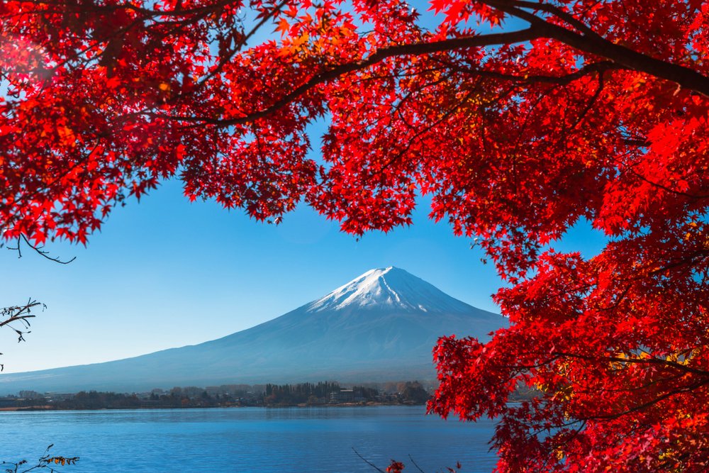 foliage in Giappone