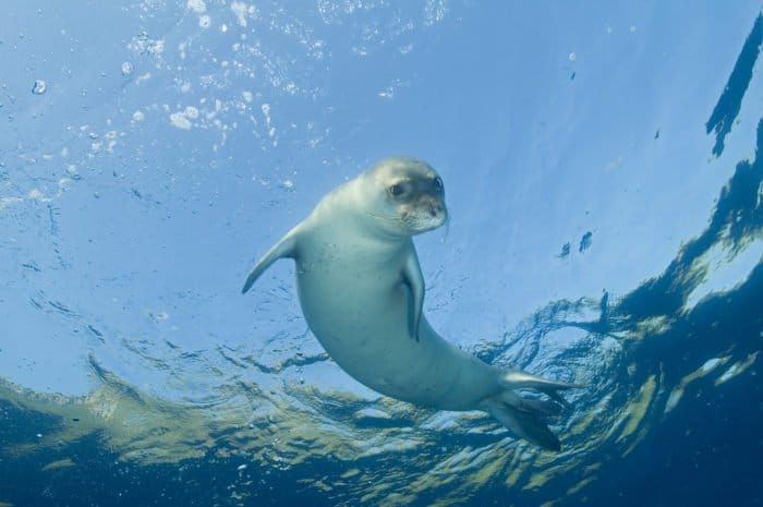 foca monaca mediterranea