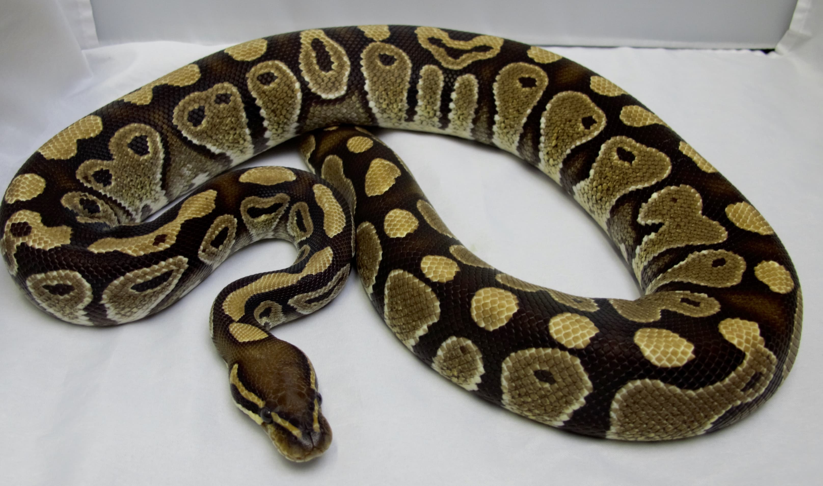 Ball Python