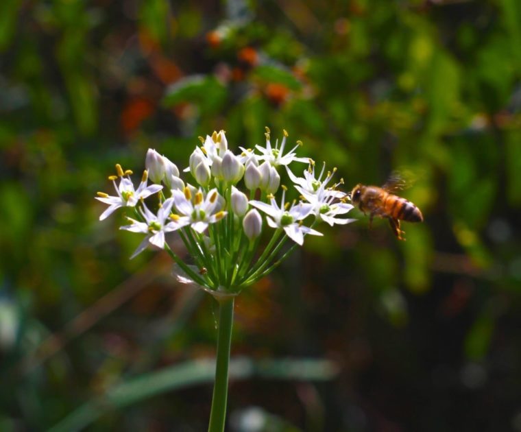 bee and flower