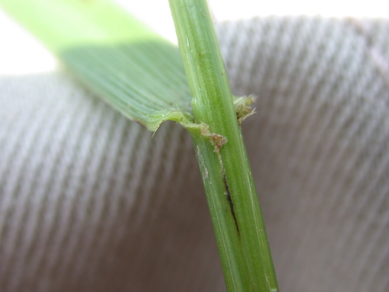 Tall Fescue Auricle