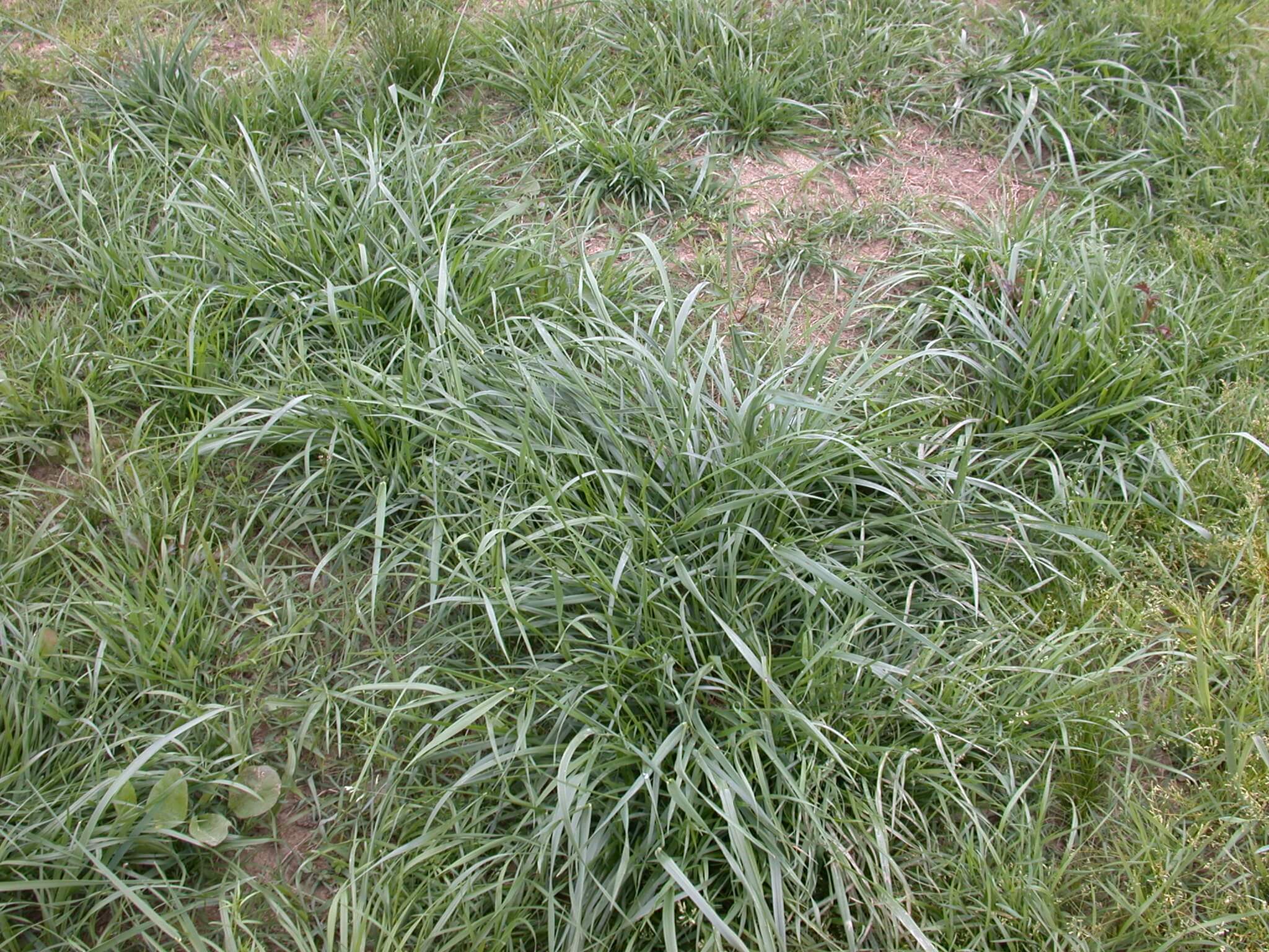 Tall Fescue Crown