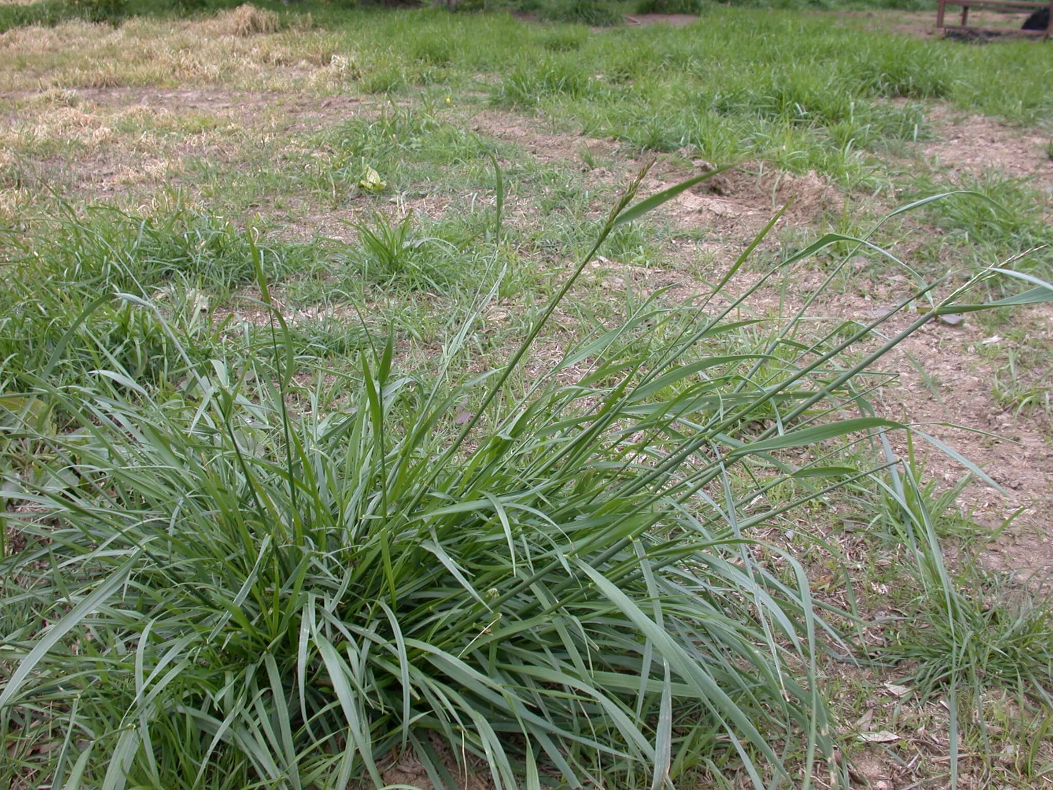 Tall Fescue Crown