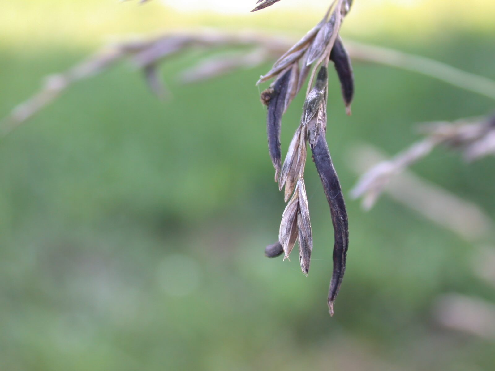 Tall Fescue Ergot