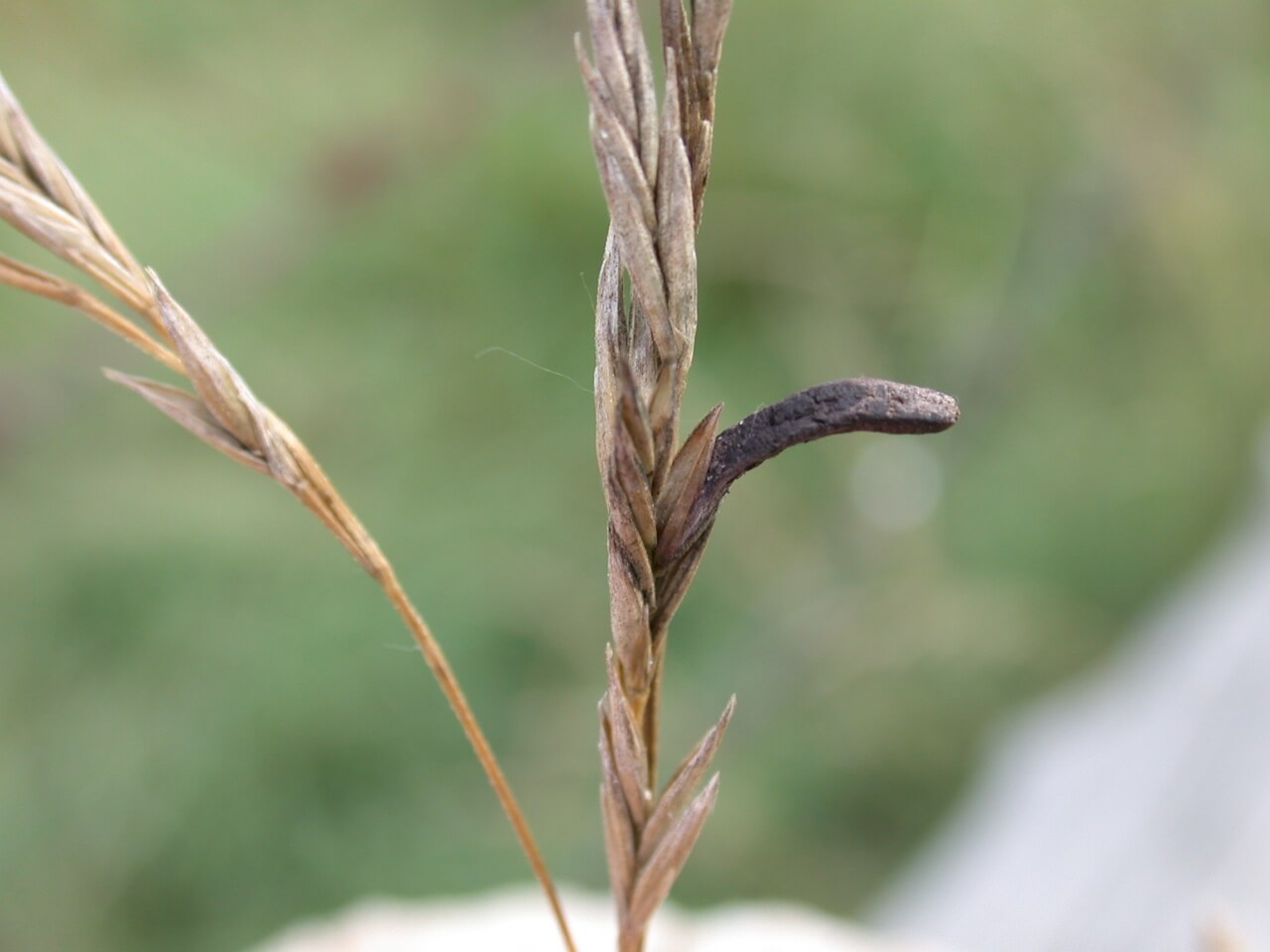 Tall Fescue Ergot