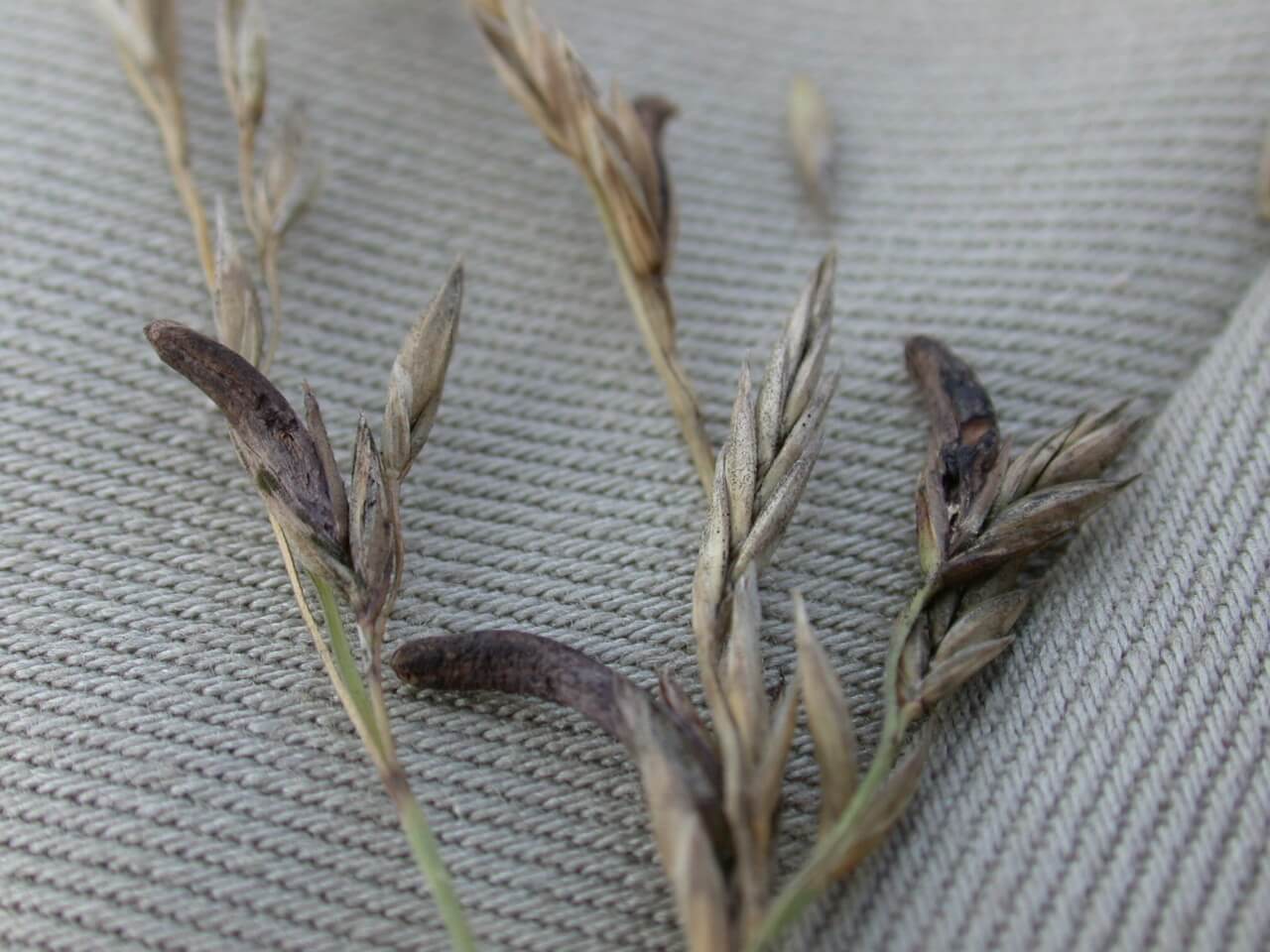 Tall Fescue Ergot