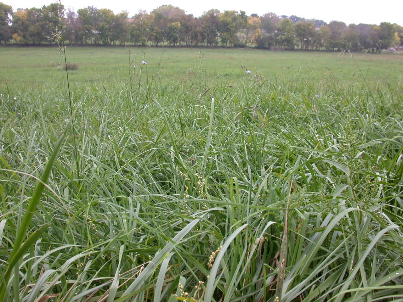 Tall Fescue Fall Growth