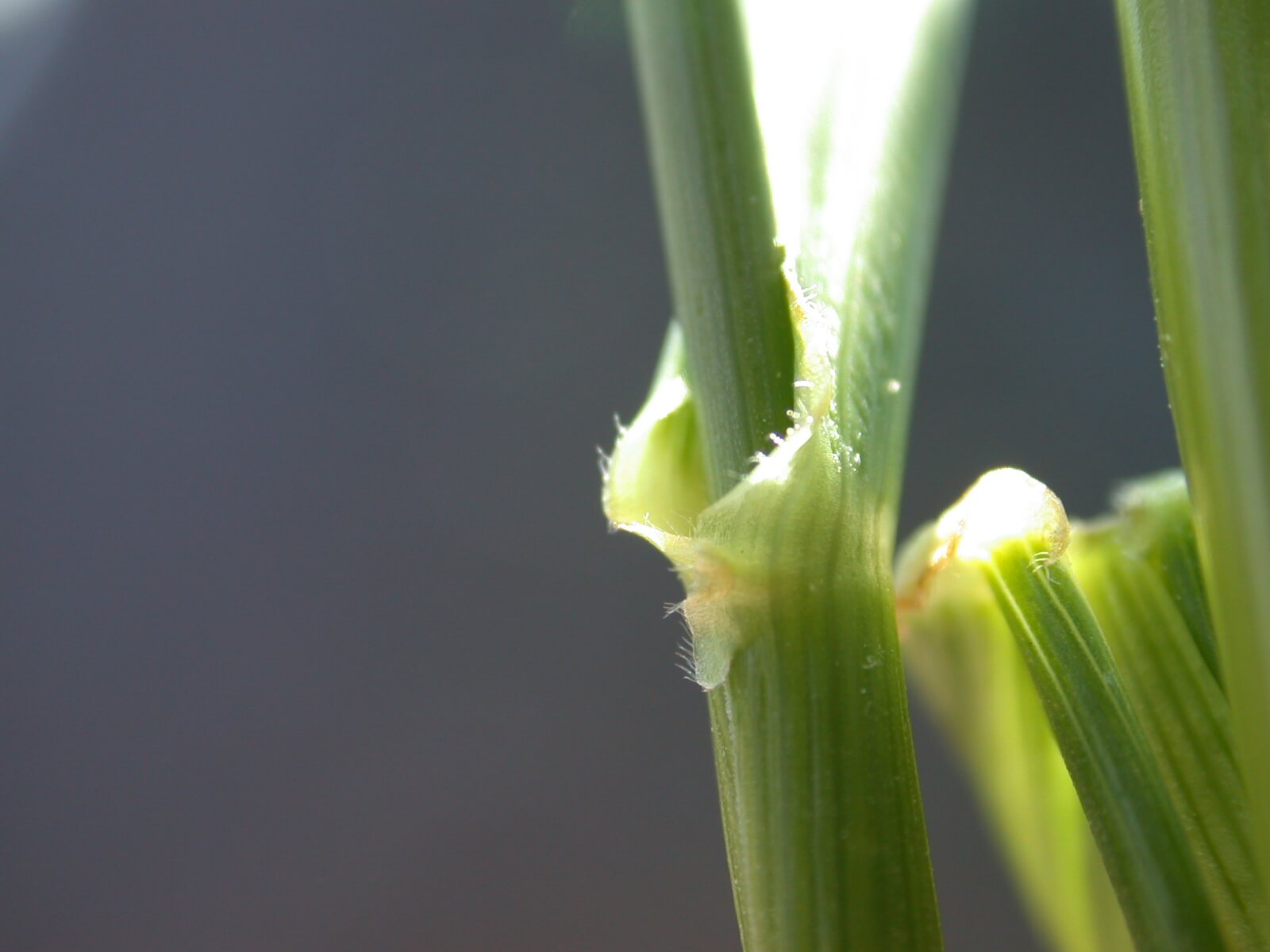 Fescue auricles grow tiny hairs.