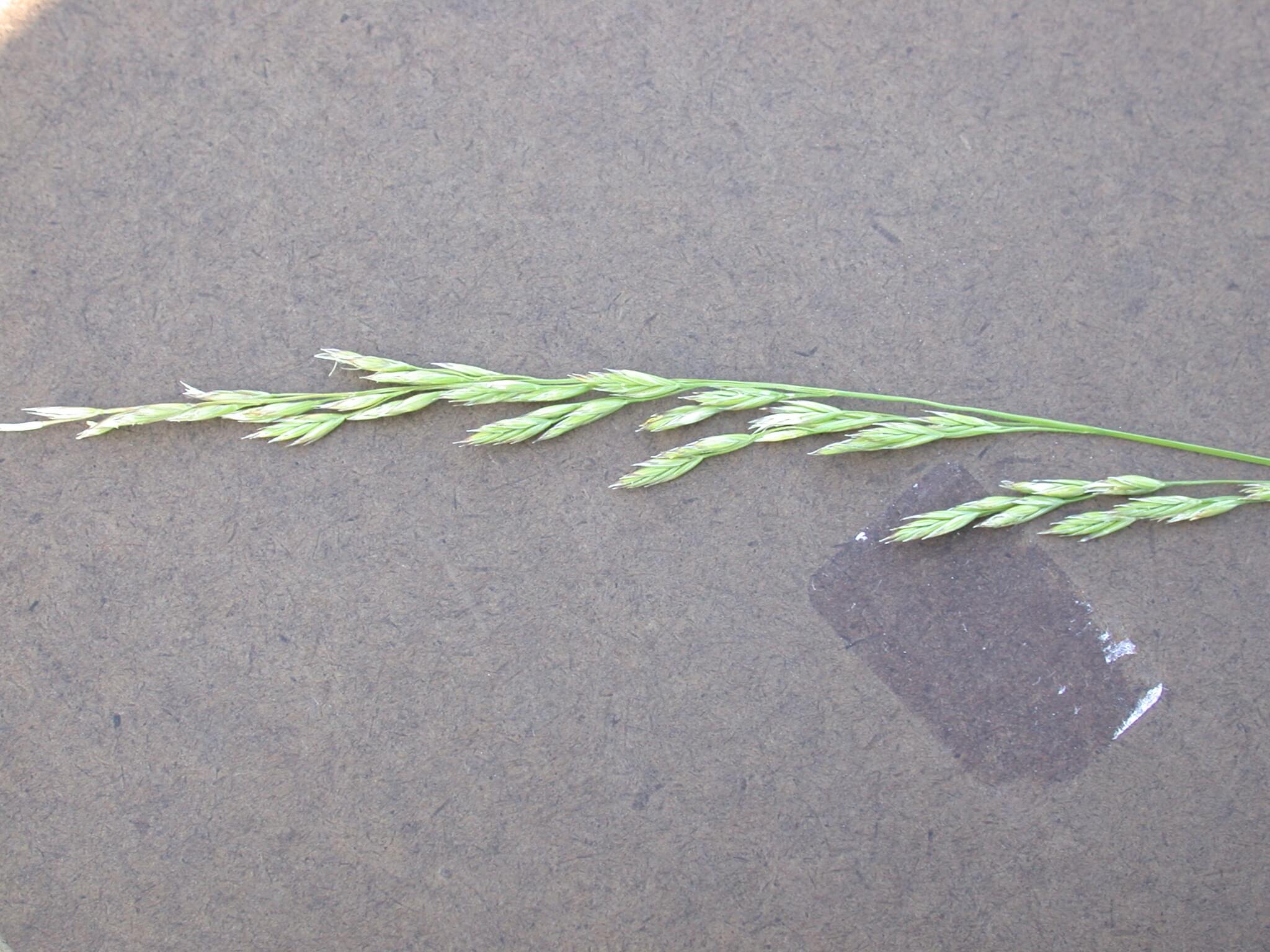 Tall Fescue Head