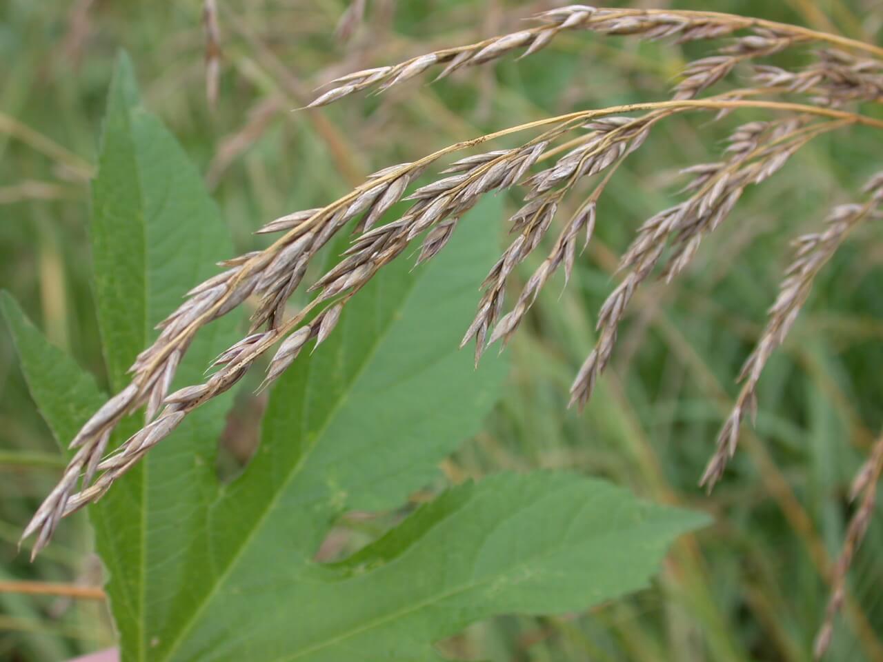 Tall Fescue Mature