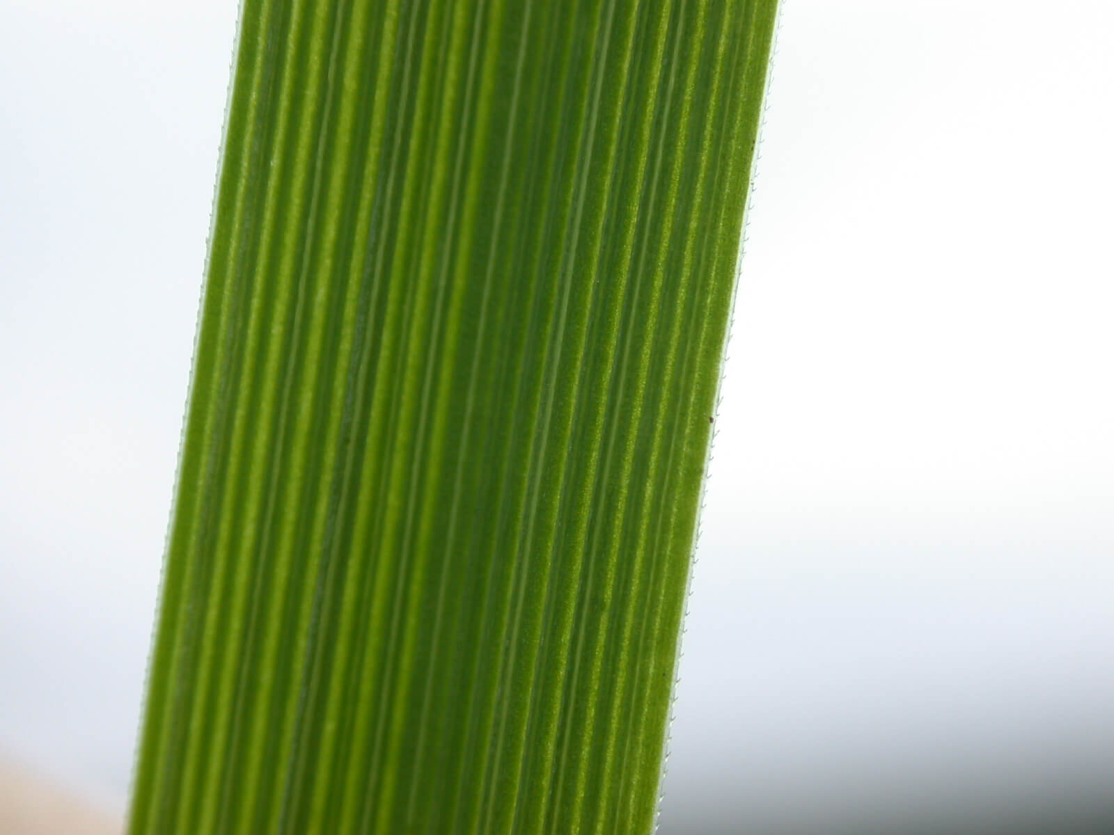 Tall Fescue Leaf Margin