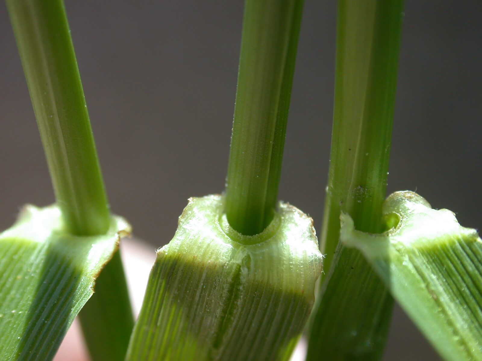 Tall Fescue Ligule