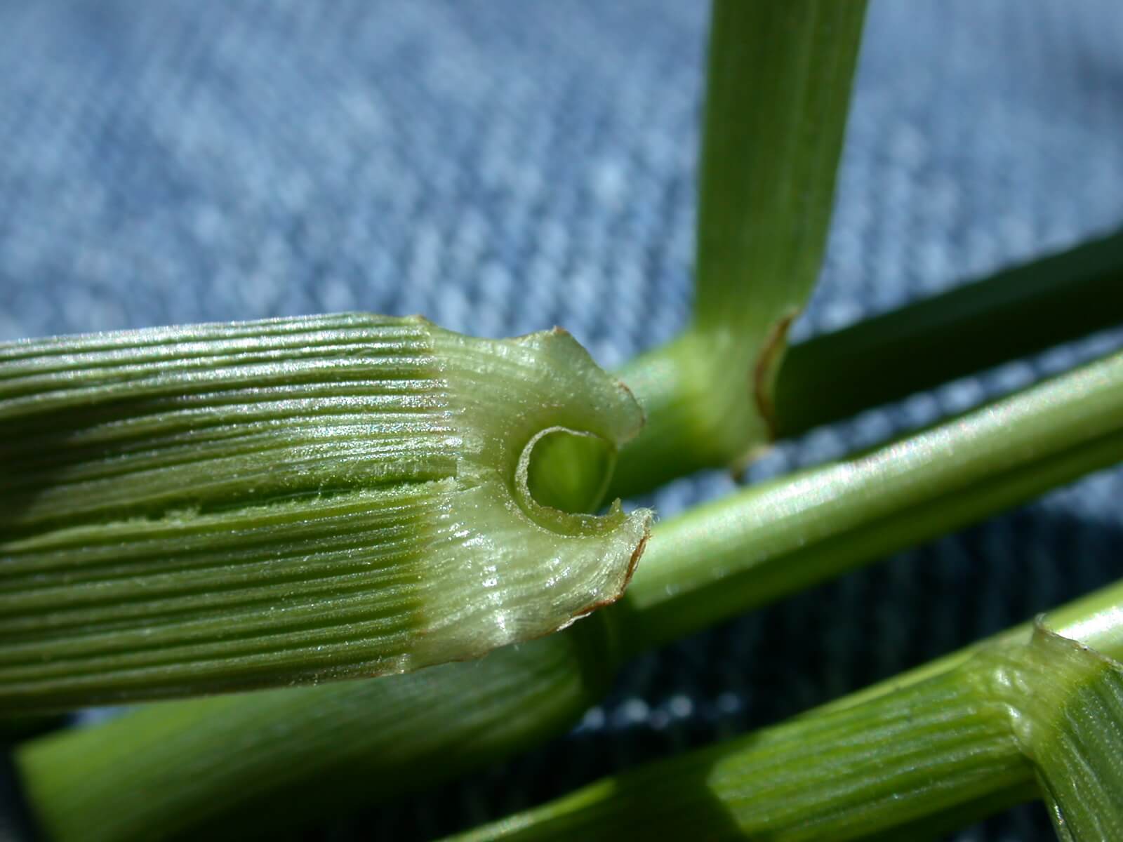 Tall Fescue Ligule