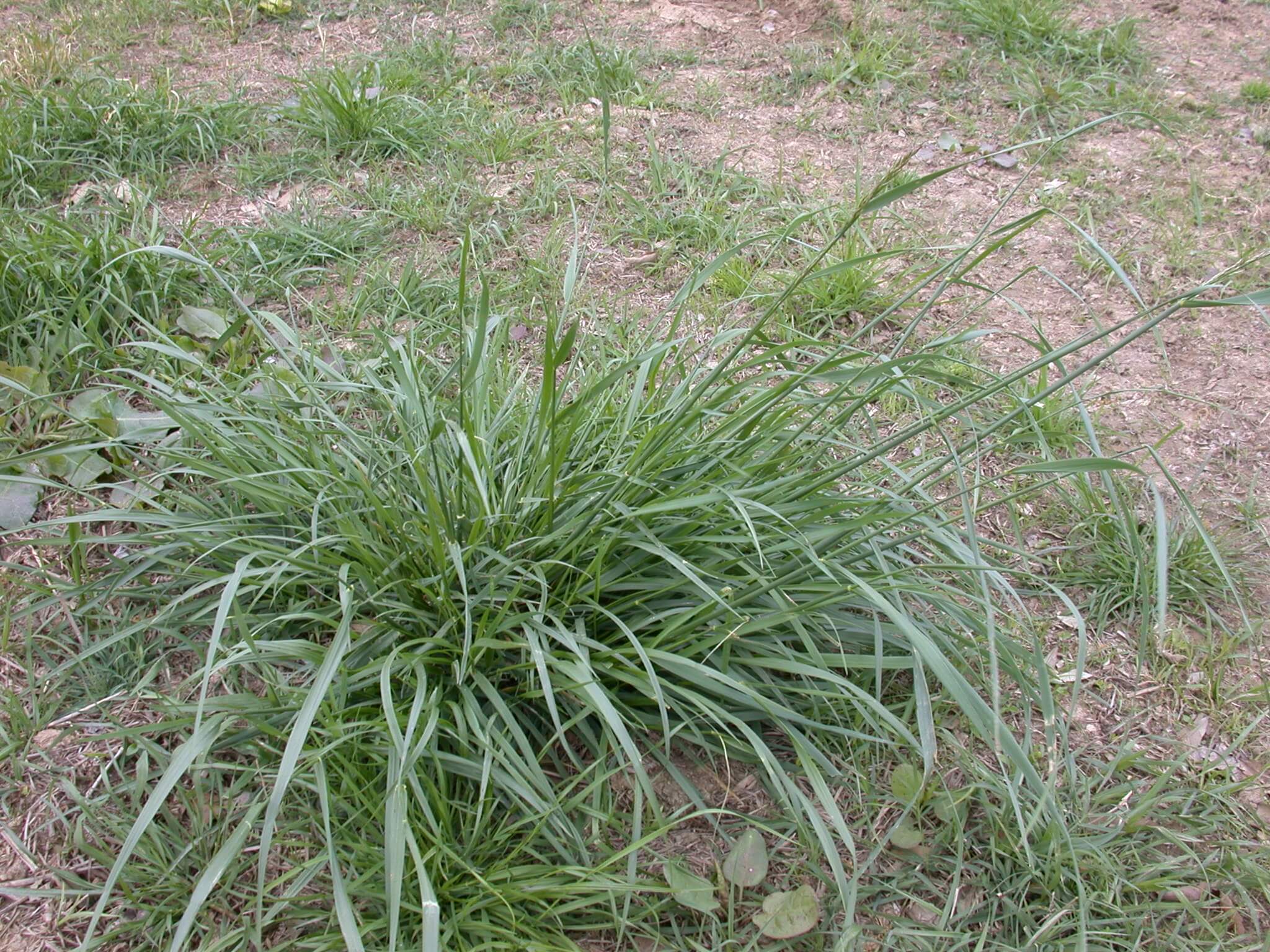 Tall Fescue Plant