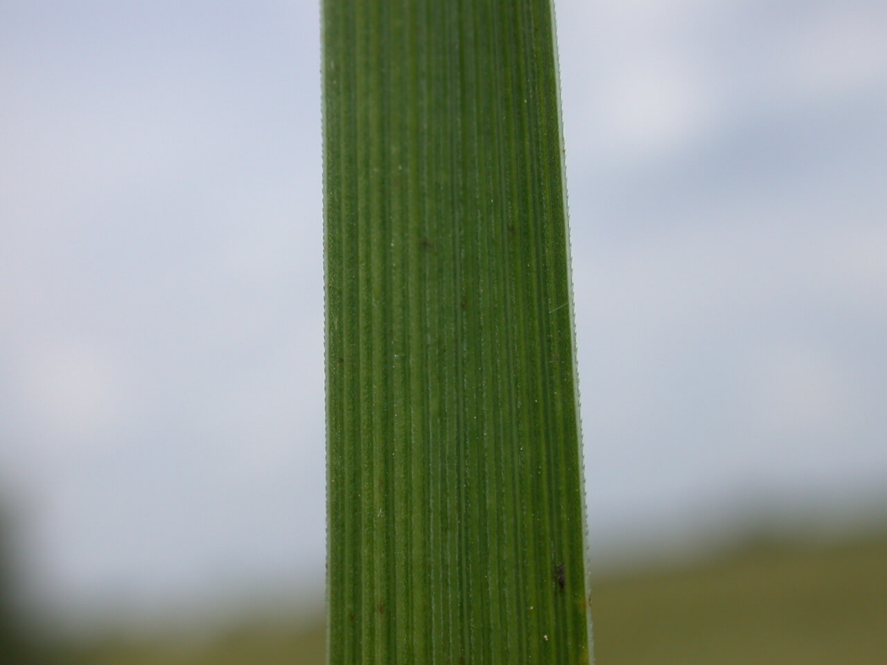 Tall Fescue Saw Edge