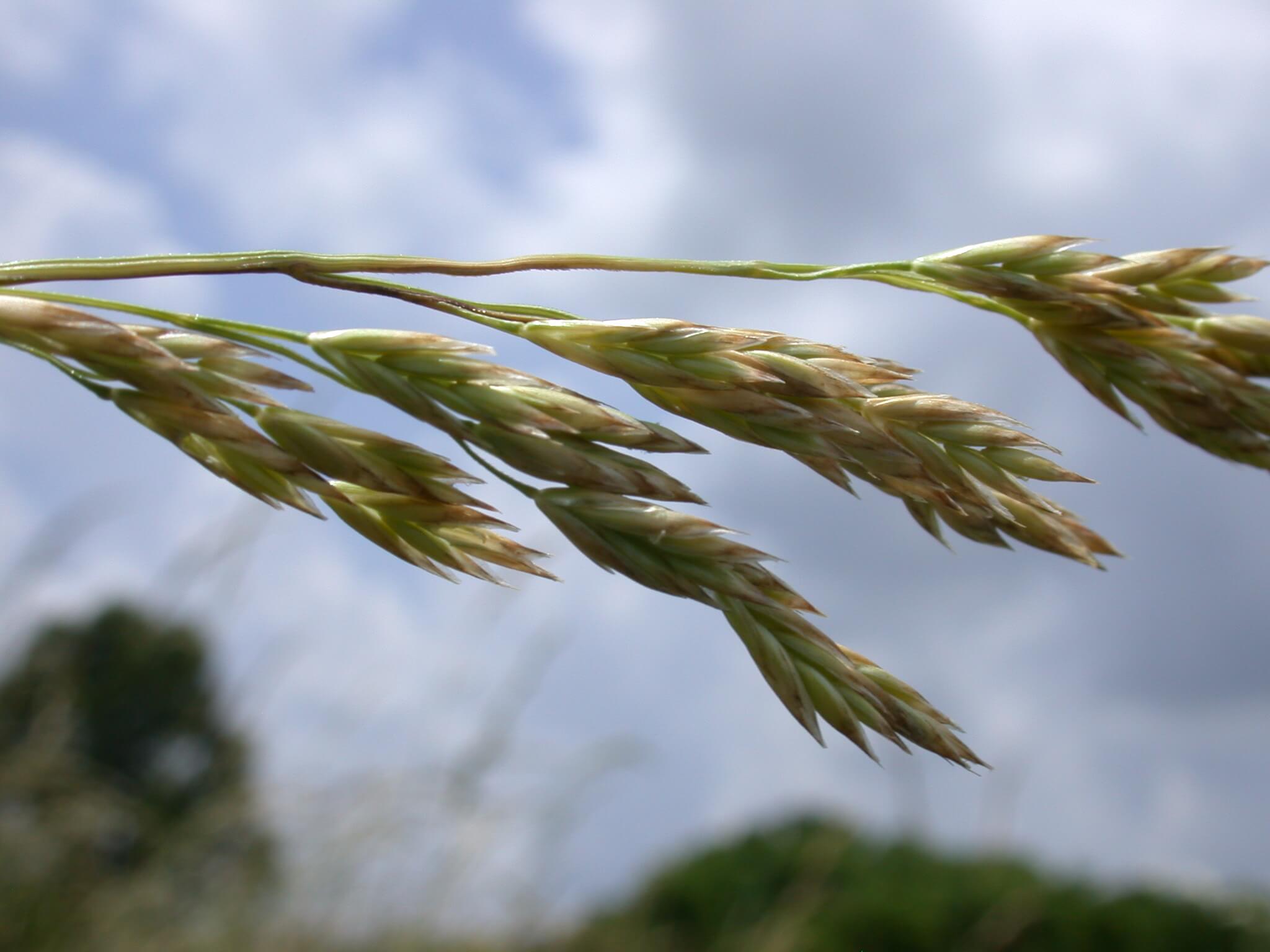 Tall Fescue Spiklets