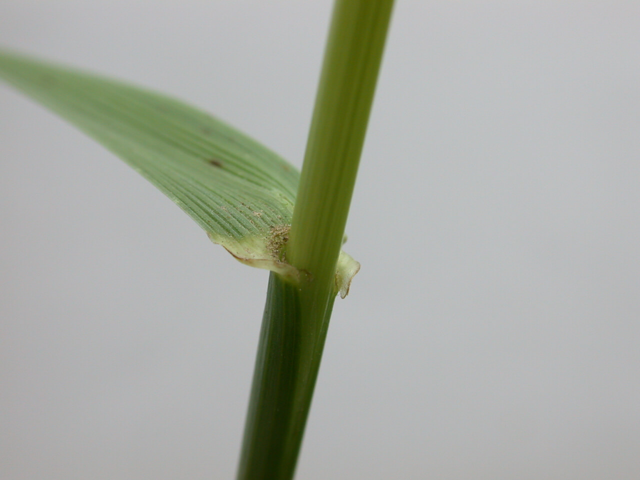 Tall Fescue Stem